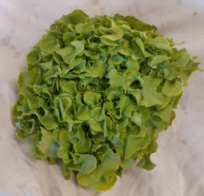 Salat Eichblatt Grün BIO von Vielfalt Mader
