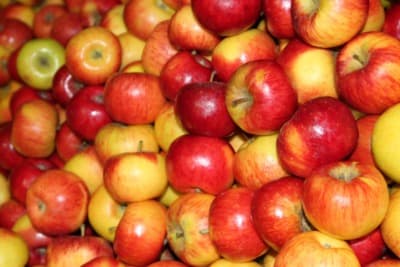 Äpfel Sorte Topaz von Obstbau Samm