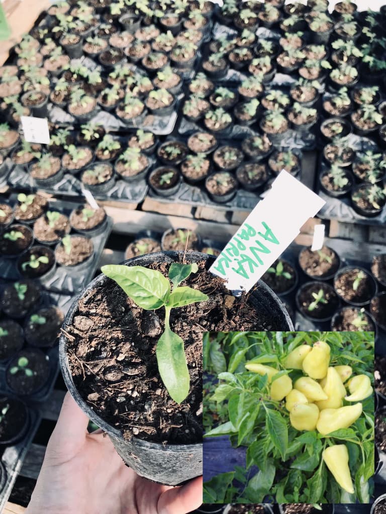 Bio gelbe Spitzpaprika "Anka" Jungpflanze