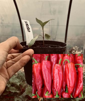 Bio Roter Spitzpaprika Korosko Jungpflanzen von Luyderer Gemüse