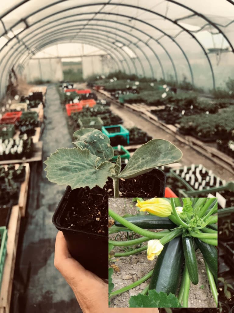 Bio Dunkelgrüne Zucchini "Black Beauty" Jungpflanze