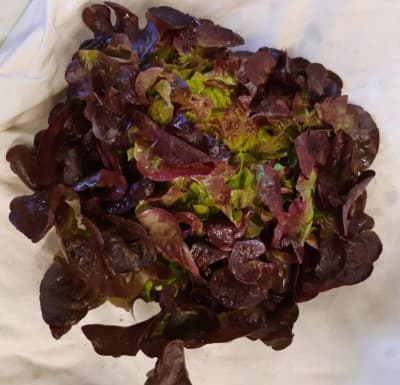 Salat Eichblatt Rot 150g BIO von Vielfalt Mader