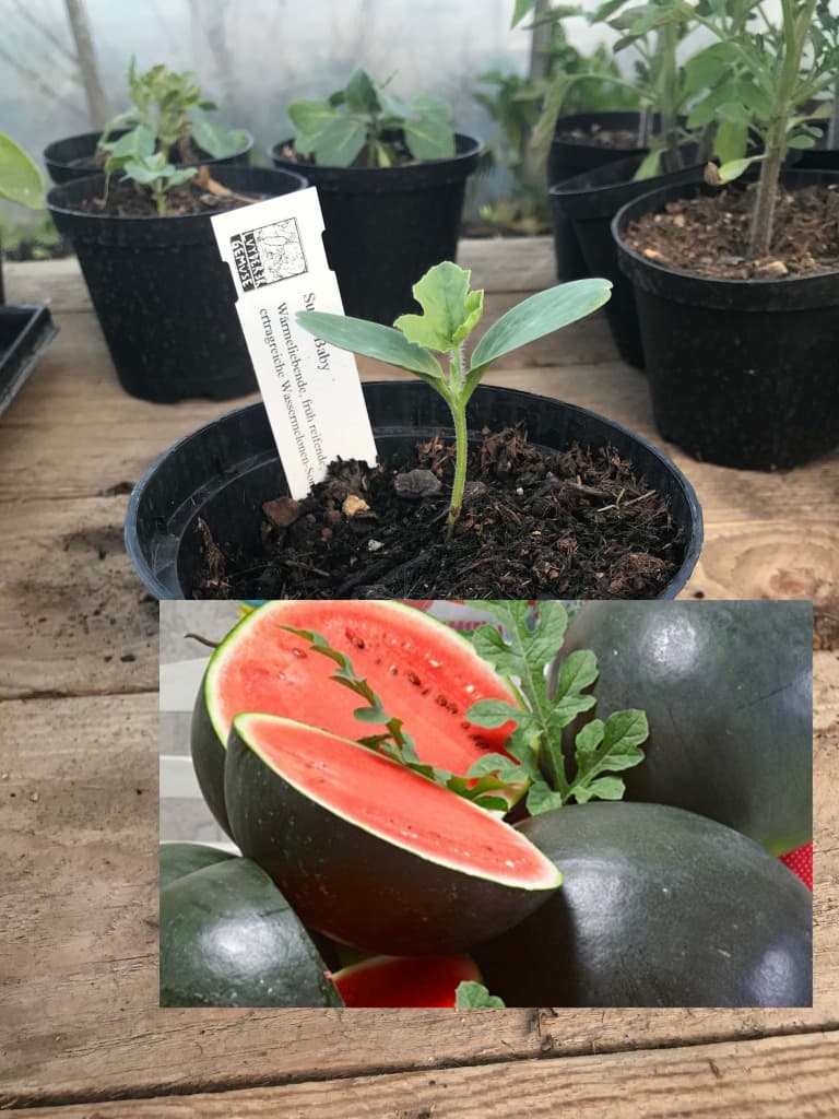 Bio Wassermelone Sugar Baby Jungpflanze