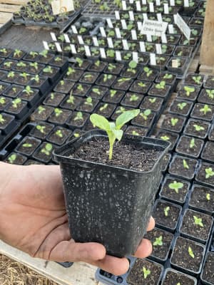 Bio Melanzani Robust und Ertragreich "Cesky Rany" Jungpflanze von Luyderer Gemüse