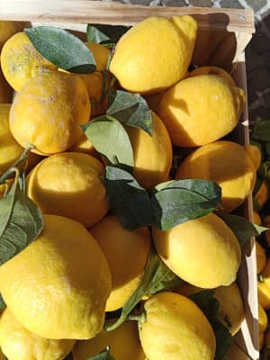 Bio Zitrone Sfusato Amalfitano (kernlos) von Bio Orangello