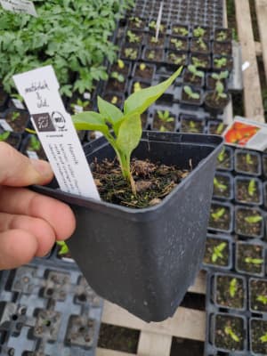 Bio Kinderpaprika "Hamik" Jungpflanzen von Luyderer Gemüse