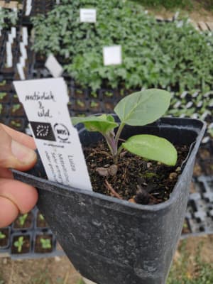 Bio Melanzani "Luiza" dunkelviolett Jungpflanze von Luyderer Gemüse