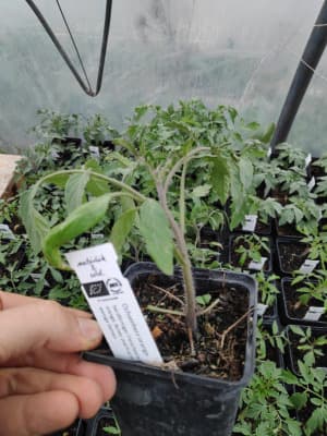 Bio Ochsenherz Orange Fleischtomate Jungpflanze von Luyderer Gemüse